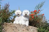 BICHON FRISE 234